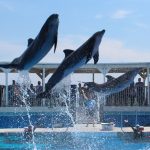Dolphins jumping at Gulfarium Marine Park