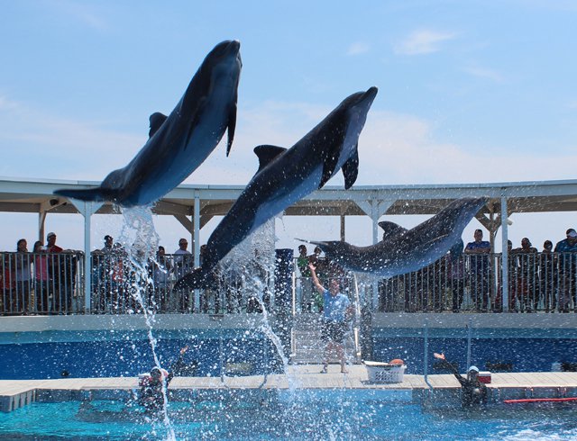 Dolphins jumping at Gulfarium Marine Park