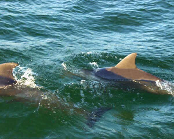 dolphins in the water