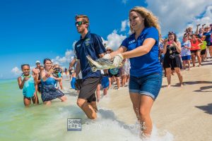 Turtle watching makes a great vacation activity in 30A Florida