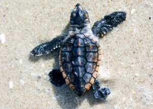 A tiny, baby sea turtle in 30A Florida -- Visit 30A and watch the turtles make their way to the water