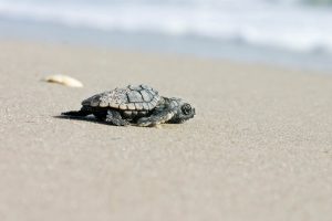 This sea turtle has almost made it to the water