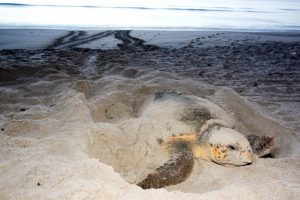 A sea turtle covered in sand - Where can I see sea turtles in 30A Florida? Dune Allen Beach.