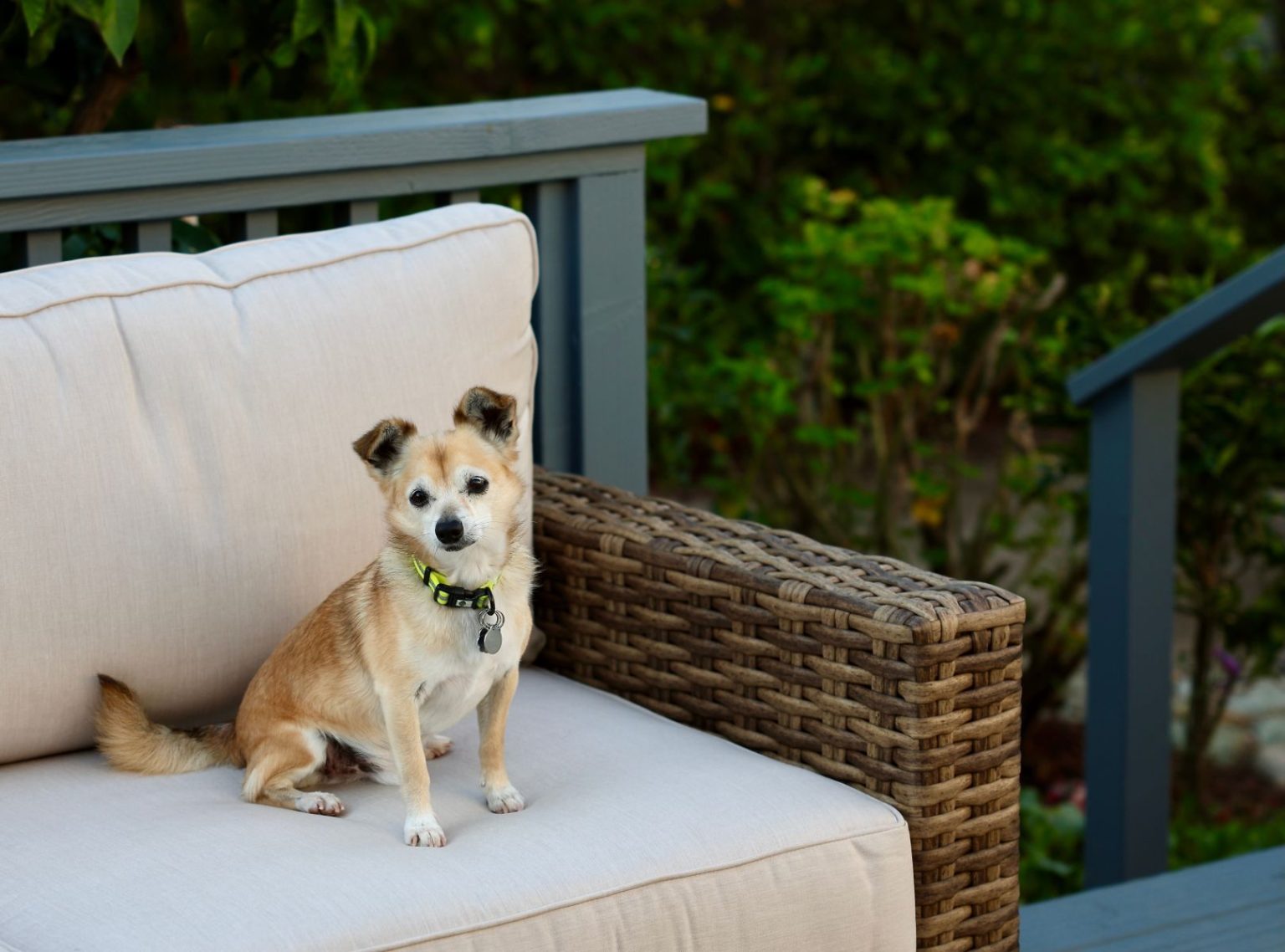 Green Pet Friendly Rentals Reference: Why Is 30A A Great Destination For Pet Friendly Beach